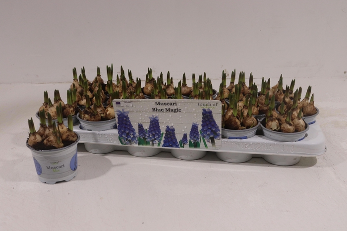 <h4>MUSCAR BLUE MAGIC</h4>