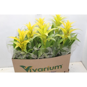 GUZMANIA AMARELA P14