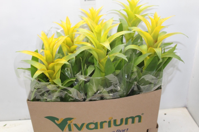 <h4>GUZMANIA AMARELA P14</h4>