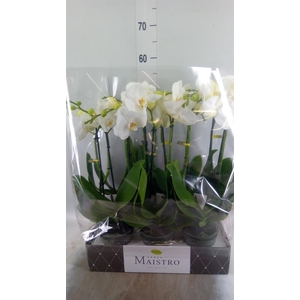 Phalaenopsis   ...white