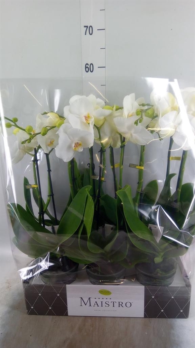 <h4>Phalaenopsis   ...white</h4>