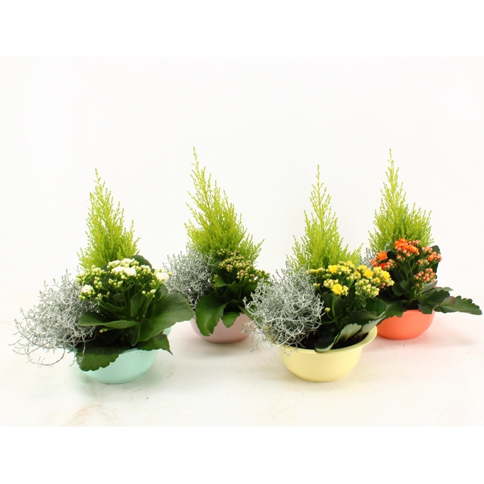 <h4>ARR TUINPLANTEN</h4>