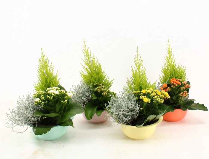 ARR TUINPLANTEN