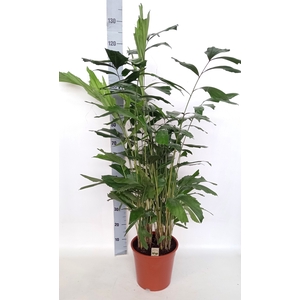 CARYOTA MITIS