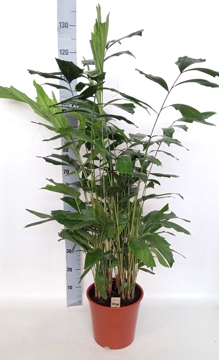 <h4>CARYOTA MITIS</h4>