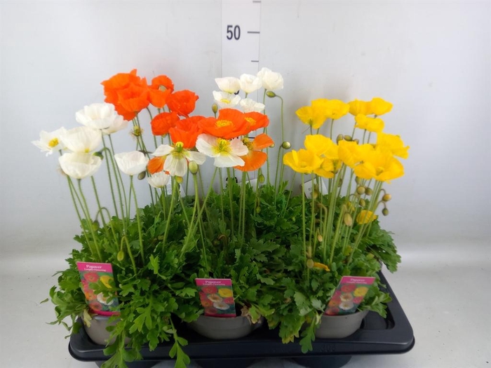 <h4>Papaver nudic.</h4>