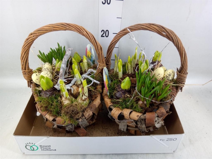 <h4>Arr.   Bol/Knolgewas L%</h4>