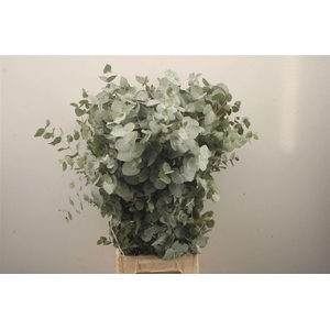 EUC CINEREA PER BOS