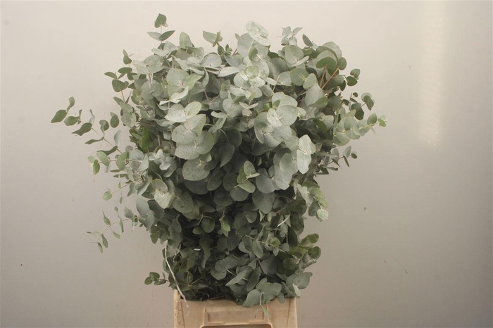 <h4>EUC CINEREA PER BOS</h4>
