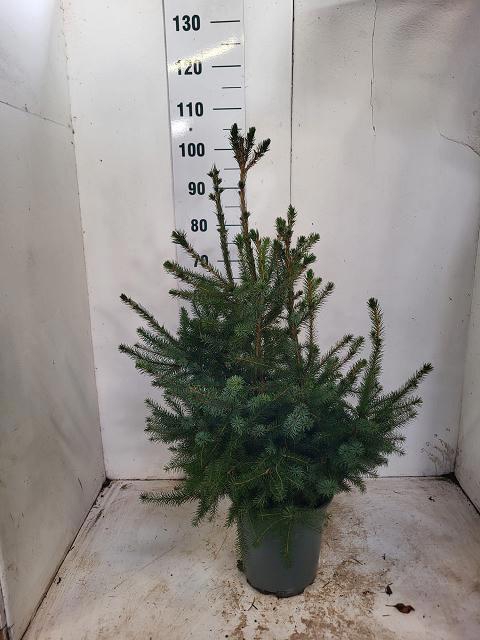 <h4>PICEA OMORIKA</h4>
