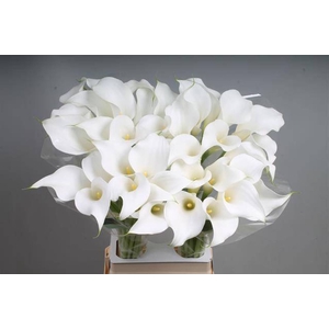 Calla White Present