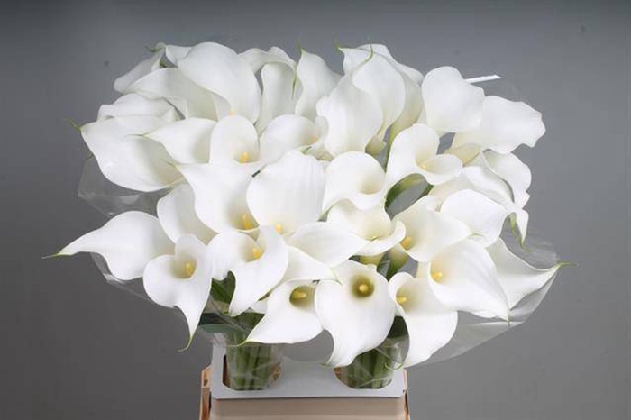 <h4>Calla White Present</h4>