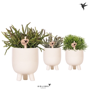 Kolibri Greens Rhipsalis mix in Gummy pot travertine