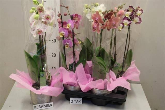 <h4>ARR PHAL MT</h4>