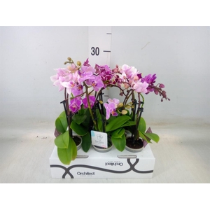 Phalaenopsis   ...mini