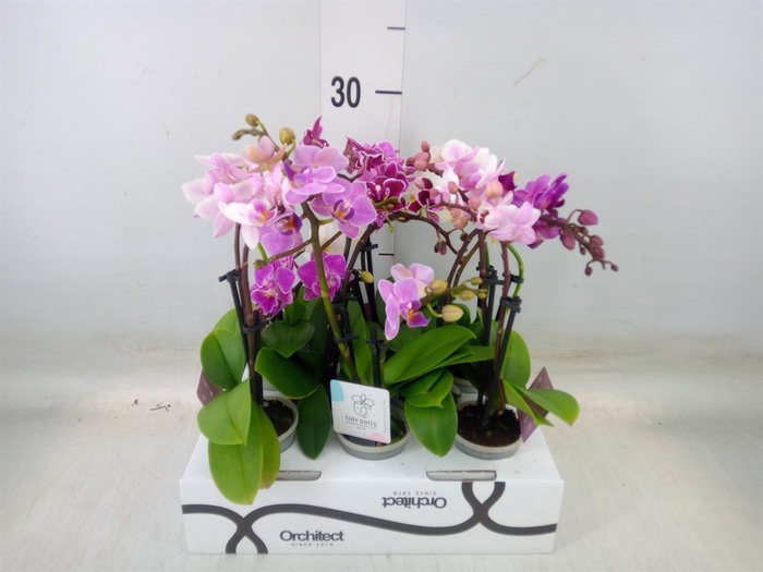 <h4>Phalaenopsis   ...mini</h4>