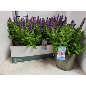 SALVIA NEMOROSA