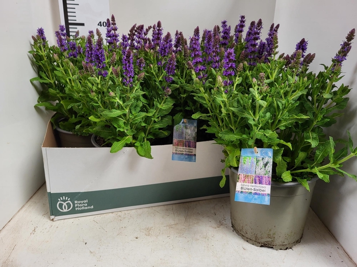 <h4>SALVIA NEMOROSA</h4>