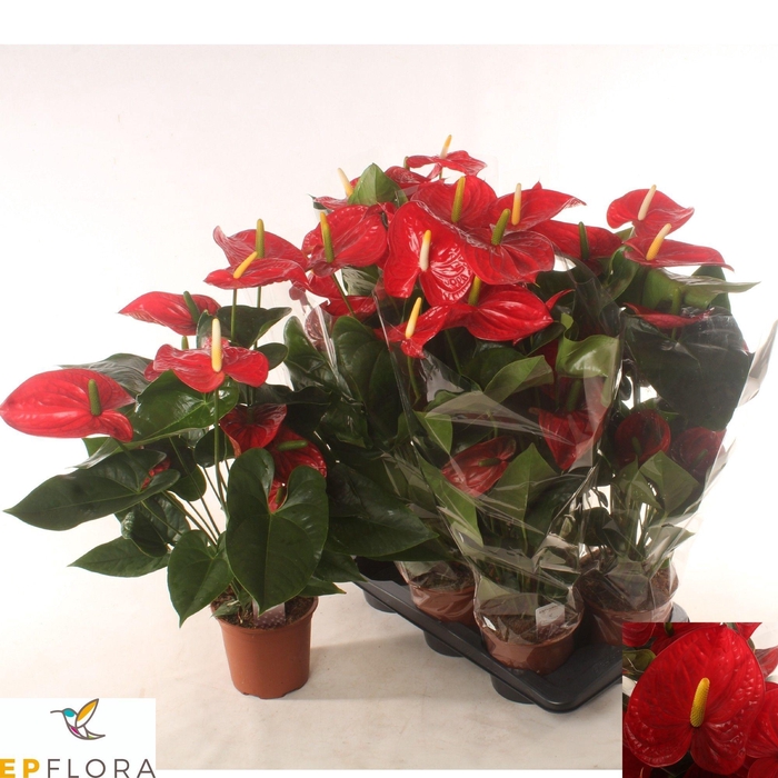 <h4>ANTHU AN FAMOUS RED</h4>