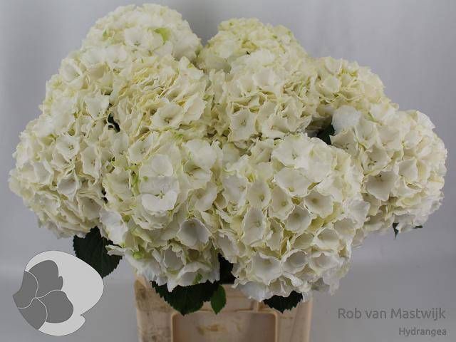 <h4>HYDR M CH WHI VERENA</h4>