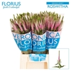 Veron Clea Roswhita
