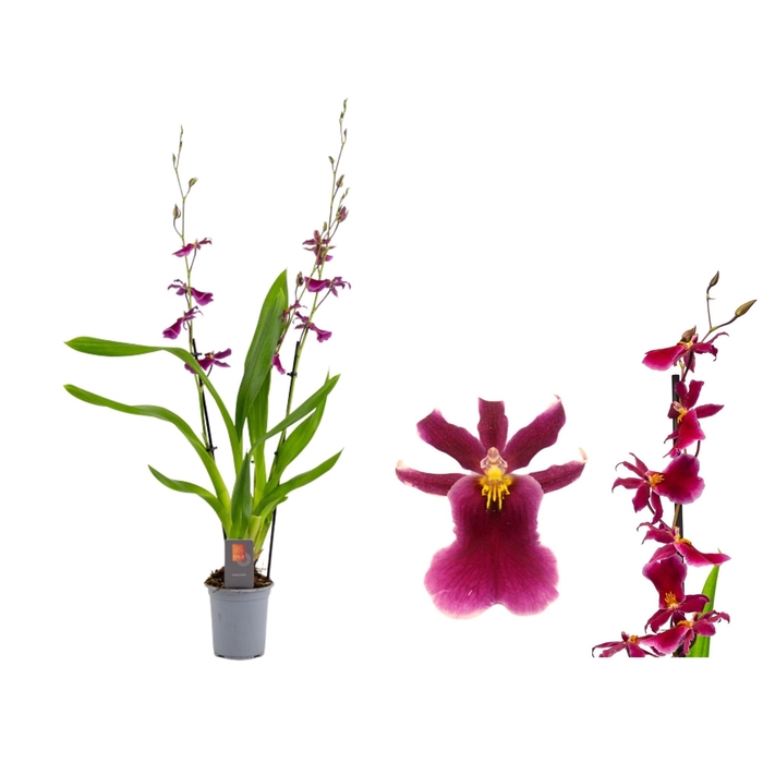 <h4>Inca Cambria Blossomfalls 2 spike 9cm</h4>