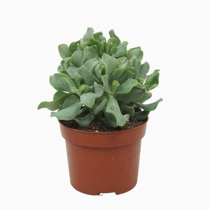 Crassula Curly