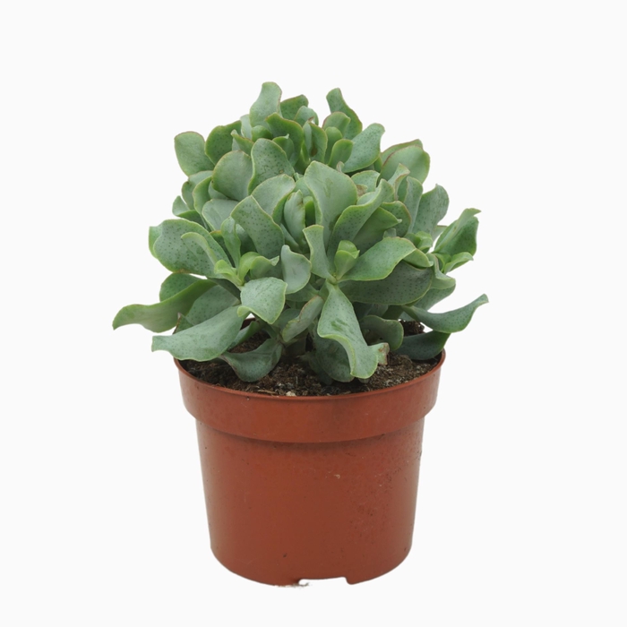 Crassula Curly