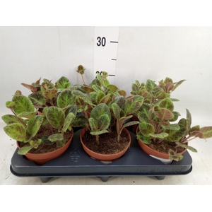 Episcia   ...