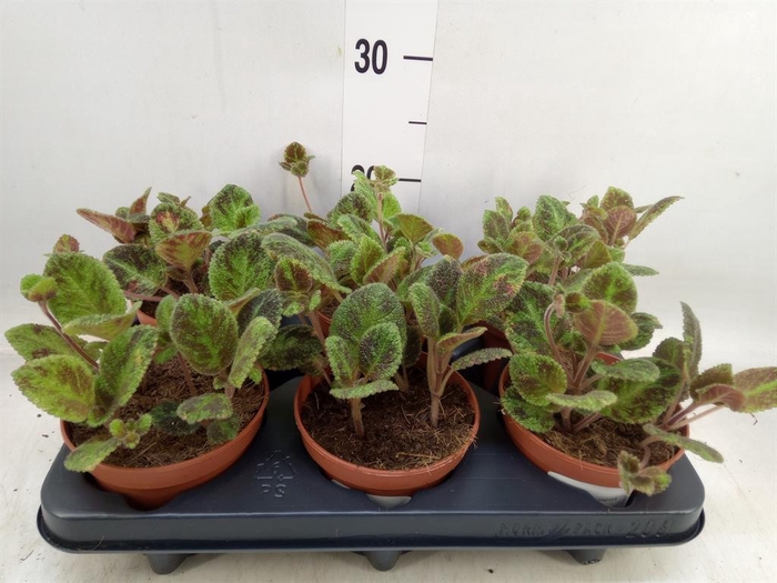 <h4>Episcia   ...</h4>