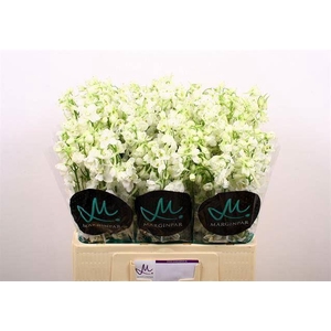 DELPH EN BELLA AND WHITE