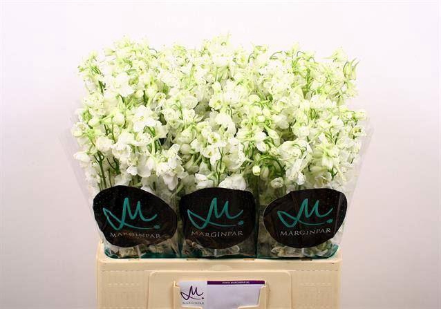 <h4>DELPH EN BELLA AND WHITE</h4>