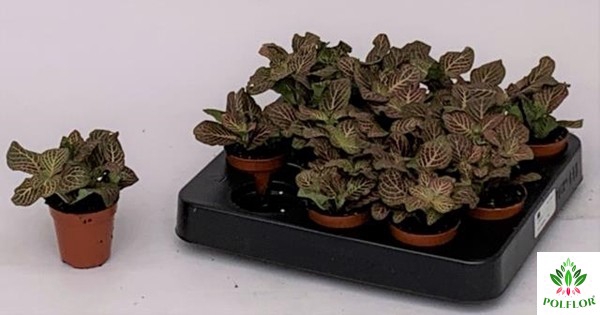 Fittonia 5,5Ø 10cm