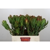 Leucadendron Laurel Yellow
