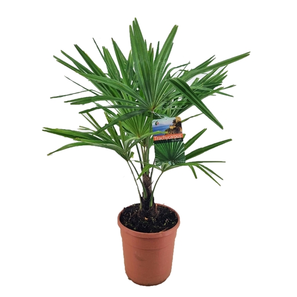 <h4>Trachycarpus fortunei</h4>