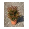 Callistemon citrinus