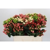 Hypericum Rainbow Romance