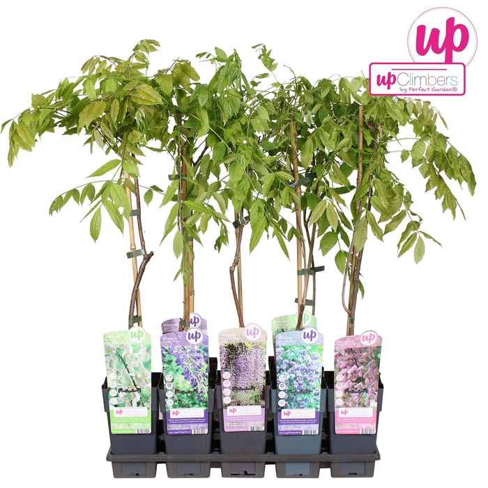 <h4>Wisteria mix tray P15</h4>