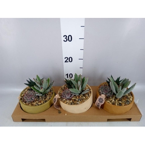 Arr.  Succulents L%