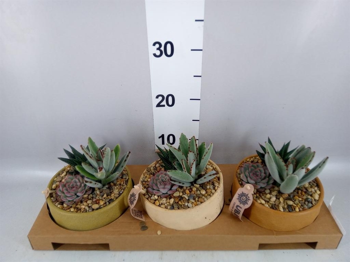 <h4>Arr.  Succulents L%</h4>