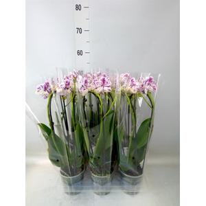 Phalaenopsis  'Elegant Cascade'