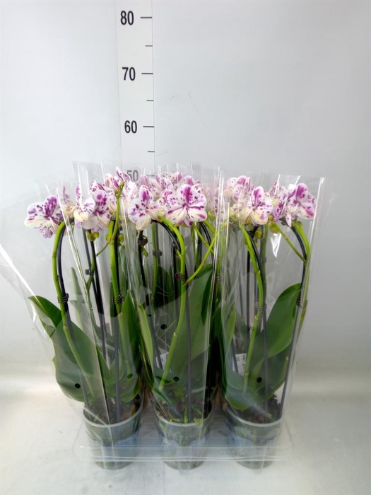 <h4>Phalaenopsis  'Elegant Cascade'</h4>