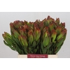 Leucadendron Laurel Yellow