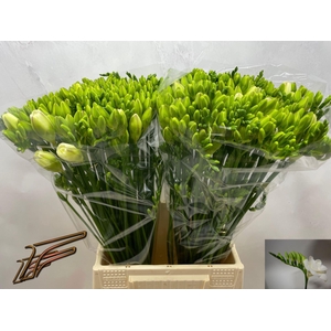 Freesia du Versailles