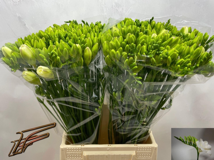 <h4>Freesia du Versailles</h4>