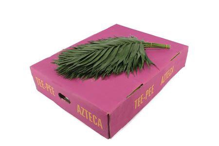 <h4>CHICO TEE PEE PAARS</h4>