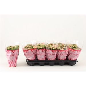 Kalanchoe Double, Catchy Season Pink-White