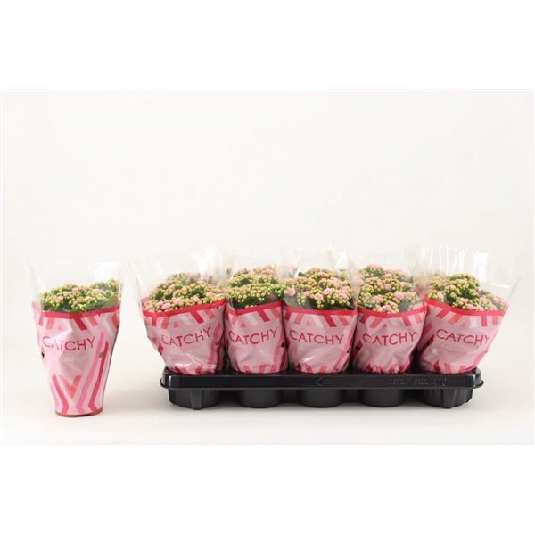 <h4>Kalanchoe Double, Catchy Season Pink-White</h4>