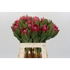 Protea Brenda