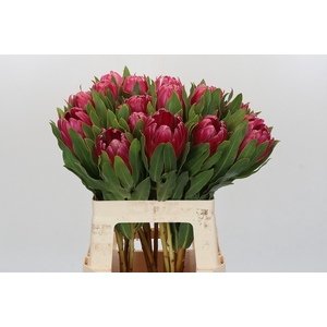 Protea Brenda